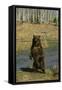 Grizzly Bear Standing by Water-DLILLC-Framed Stretched Canvas