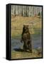 Grizzly Bear Standing by Water-DLILLC-Framed Stretched Canvas