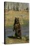 Grizzly Bear Standing by Water-DLILLC-Stretched Canvas