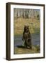 Grizzly Bear Standing by Water-DLILLC-Framed Photographic Print