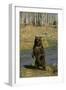 Grizzly Bear Standing by Water-DLILLC-Framed Photographic Print