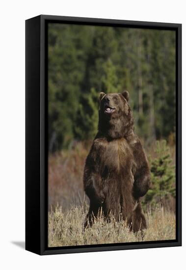 Grizzly Bear Standing in Meadow-DLILLC-Framed Stretched Canvas