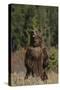 Grizzly Bear Standing in Meadow-DLILLC-Stretched Canvas