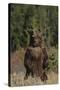 Grizzly Bear Standing in Meadow-DLILLC-Stretched Canvas