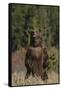 Grizzly Bear Standing in Meadow-DLILLC-Framed Stretched Canvas