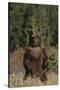 Grizzly Bear Standing in Meadow-DLILLC-Stretched Canvas