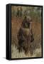 Grizzly Bear Standing in Meadow-DLILLC-Framed Stretched Canvas