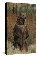 Grizzly Bear Standing in Meadow-DLILLC-Stretched Canvas