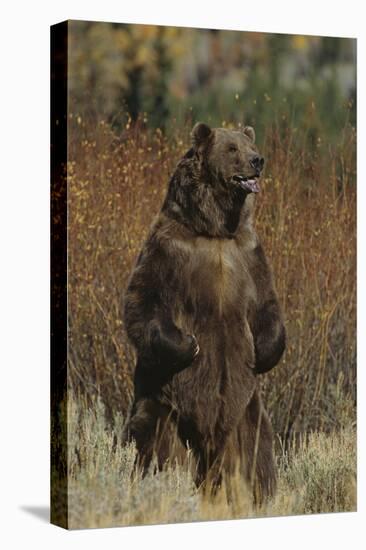 Grizzly Bear Standing in Meadow-DLILLC-Stretched Canvas