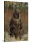 Grizzly Bear Standing in Meadow-DLILLC-Stretched Canvas