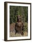 Grizzly Bear Standing in Meadow-DLILLC-Framed Photographic Print