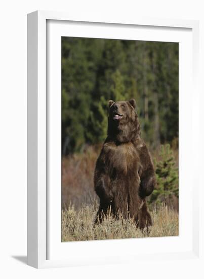 Grizzly Bear Standing in Meadow-DLILLC-Framed Photographic Print