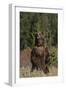 Grizzly Bear Standing in Meadow-DLILLC-Framed Photographic Print