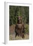 Grizzly Bear Standing in Meadow-DLILLC-Framed Photographic Print