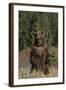 Grizzly Bear Standing in Meadow-DLILLC-Framed Photographic Print