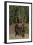 Grizzly Bear Standing in Meadow-DLILLC-Framed Photographic Print