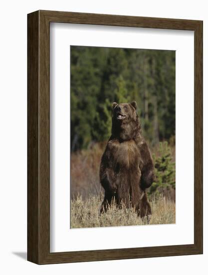 Grizzly Bear Standing in Meadow-DLILLC-Framed Photographic Print