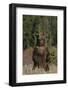 Grizzly Bear Standing in Meadow-DLILLC-Framed Photographic Print