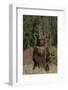 Grizzly Bear Standing in Meadow-DLILLC-Framed Photographic Print