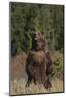 Grizzly Bear Standing in Meadow-DLILLC-Mounted Photographic Print