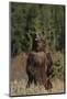 Grizzly Bear Standing in Meadow-DLILLC-Mounted Photographic Print