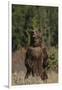 Grizzly Bear Standing in Meadow-DLILLC-Framed Photographic Print