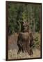 Grizzly Bear Standing in Meadow-DLILLC-Framed Photographic Print