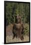 Grizzly Bear Standing in Meadow-DLILLC-Framed Photographic Print