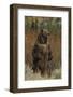 Grizzly Bear Standing in Meadow-DLILLC-Framed Photographic Print