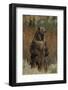 Grizzly Bear Standing in Meadow-DLILLC-Framed Photographic Print