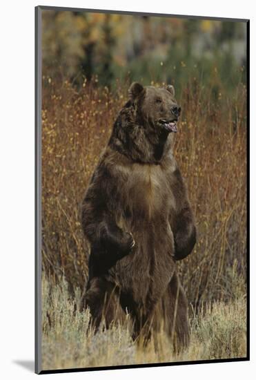 Grizzly Bear Standing in Meadow-DLILLC-Mounted Photographic Print