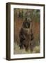 Grizzly Bear Standing in Meadow-DLILLC-Framed Photographic Print