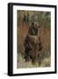 Grizzly Bear Standing in Meadow-DLILLC-Framed Photographic Print