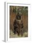 Grizzly Bear Standing in Meadow-DLILLC-Framed Photographic Print