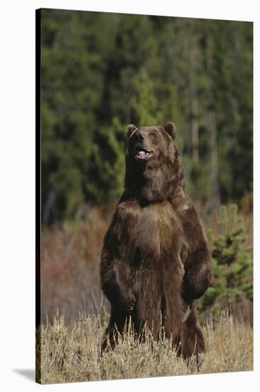 Grizzly Bear Standing in Meadow-DLILLC-Stretched Canvas