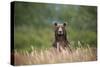 Grizzly Bear Standing over Tall Grass at Kukak Bay-Paul Souders-Stretched Canvas