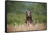 Grizzly Bear Standing over Tall Grass at Kukak Bay-Paul Souders-Framed Stretched Canvas