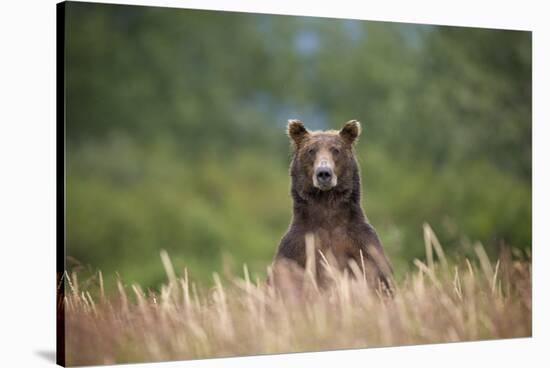 Grizzly Bear Standing over Tall Grass at Kukak Bay-Paul Souders-Stretched Canvas