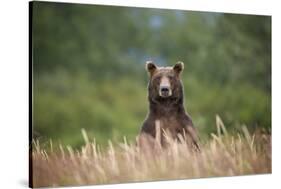 Grizzly Bear Standing over Tall Grass at Kukak Bay-Paul Souders-Stretched Canvas