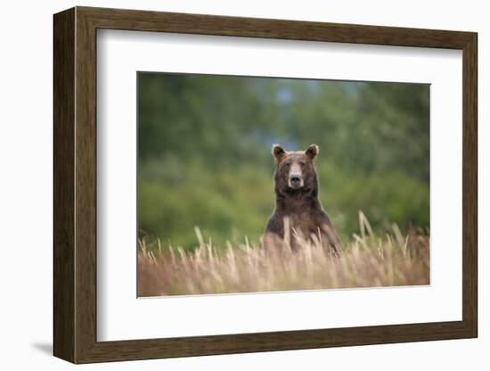 Grizzly Bear Standing over Tall Grass at Kukak Bay-Paul Souders-Framed Photographic Print