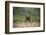 Grizzly Bear Standing over Tall Grass at Kukak Bay-Paul Souders-Framed Photographic Print