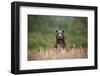 Grizzly Bear Standing over Tall Grass at Kukak Bay-Paul Souders-Framed Photographic Print