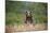 Grizzly Bear Standing over Tall Grass at Kukak Bay-Paul Souders-Mounted Photographic Print