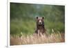 Grizzly Bear Standing over Tall Grass at Kukak Bay-Paul Souders-Framed Photographic Print