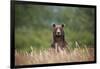 Grizzly Bear Standing over Tall Grass at Kukak Bay-Paul Souders-Framed Photographic Print