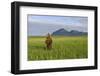 Grizzly Bear Standing Upright in Tall Grass at Hallo Bay-Paul Souders-Framed Photographic Print