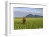 Grizzly Bear Standing Upright in Tall Grass at Hallo Bay-Paul Souders-Framed Photographic Print