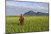 Grizzly Bear Standing Upright in Tall Grass at Hallo Bay-Paul Souders-Mounted Photographic Print