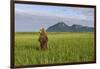 Grizzly Bear Standing Upright in Tall Grass at Hallo Bay-Paul Souders-Framed Photographic Print