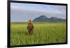 Grizzly Bear Standing Upright in Tall Grass at Hallo Bay-Paul Souders-Framed Photographic Print